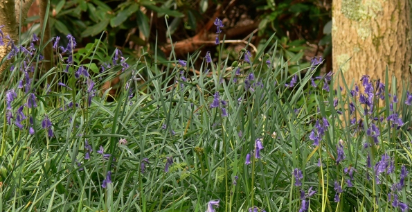 Bois des Moutiers (48) Mai 2012